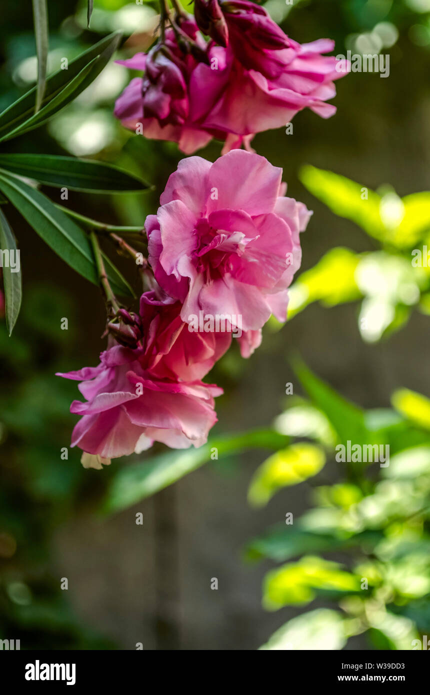 Schöne rosa Cluster von großen Blüten von Terry Oleander auf dem Hintergrund der sonnendurchfluteten grünen Bäumen, Stockfoto