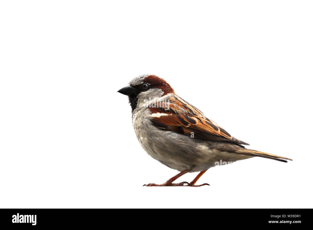 Spatz Vogel isoliert. Sparrow songbird (Familie Gelbhalsmaus (Apodemus) sitzen, hocken, isoliert auf weißem Hintergrund Nahaufnahme Foto schneiden. Vogel- und Pflanzenwelt als des Stockfoto