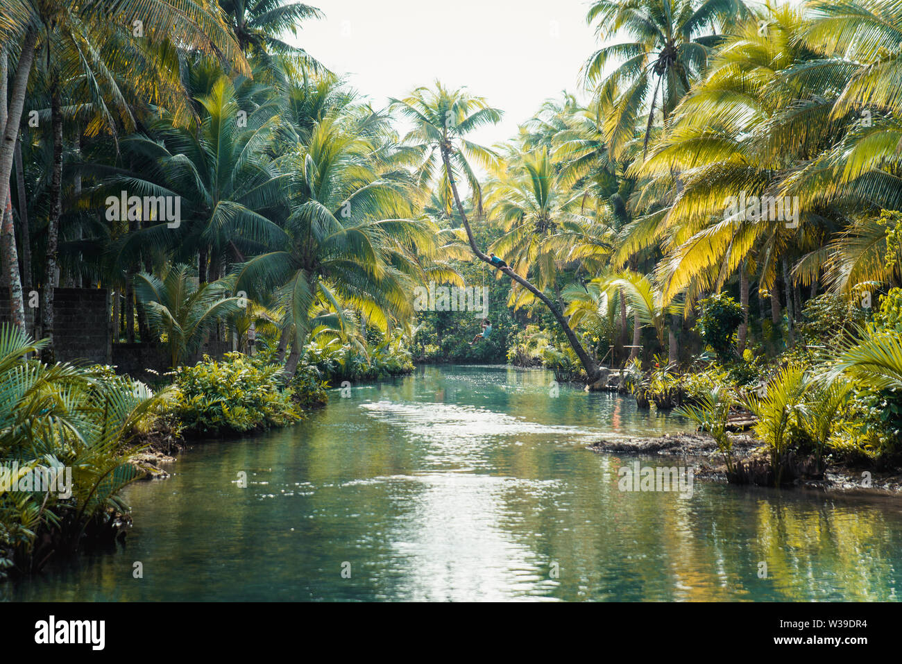 Berühmte instagrammed schiefen Palm Tree Maasin Fluss in Siargao, Philippinen - Menschen Spaß schwingen auf eine Kokospalme in den Dschungel Stockfoto