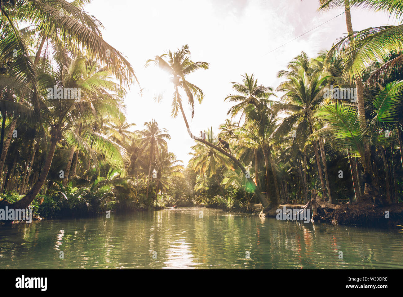 Berühmte instagrammed schiefen Palm Tree Maasin Fluss in Siargao, Philippinen - Menschen Spaß schwingen auf eine Kokospalme in den Dschungel Stockfoto