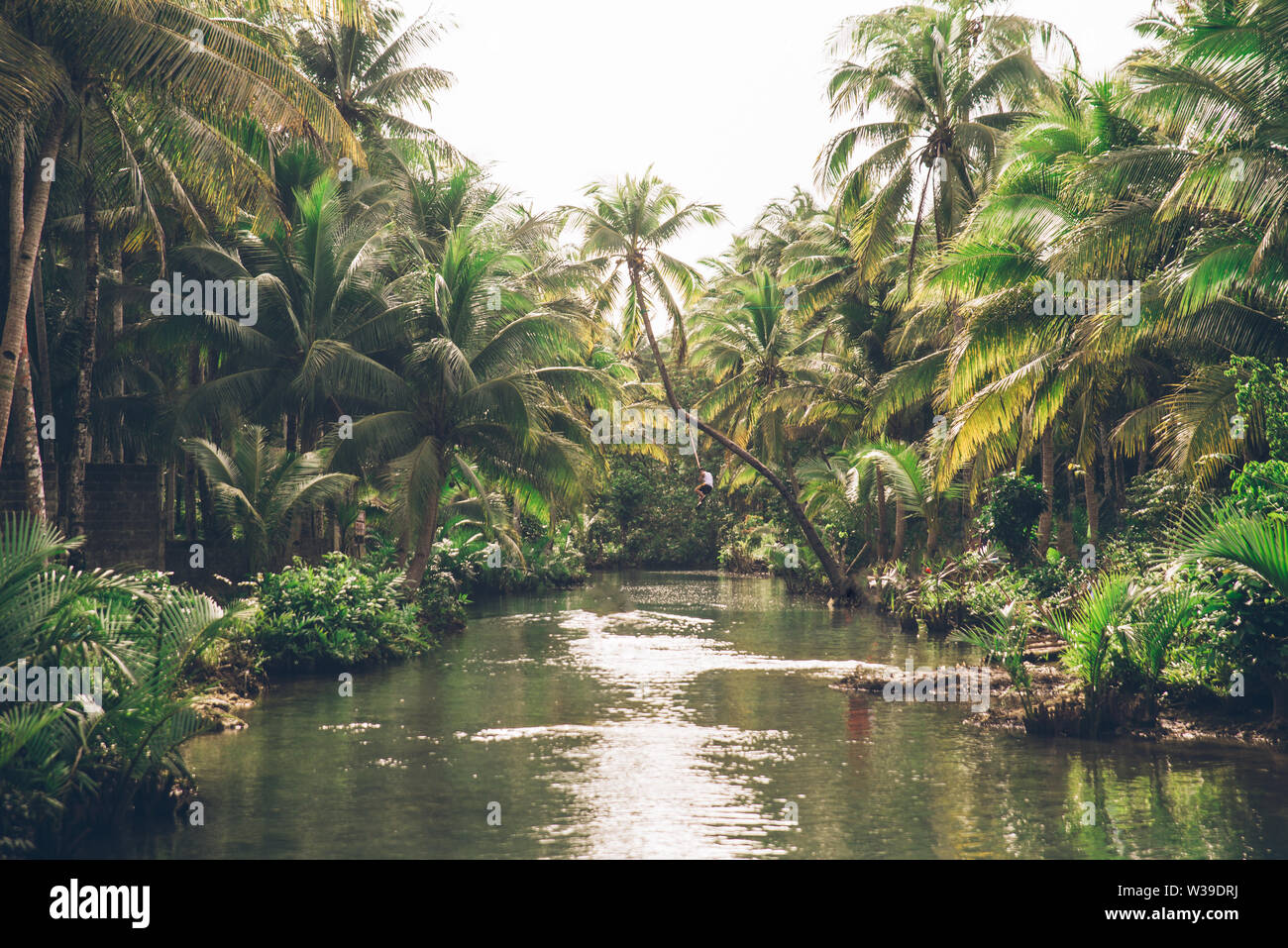 Berühmte instagrammed schiefen Palm Tree Maasin Fluss in Siargao, Philippinen - Menschen Spaß schwingen auf eine Kokospalme in den Dschungel Stockfoto
