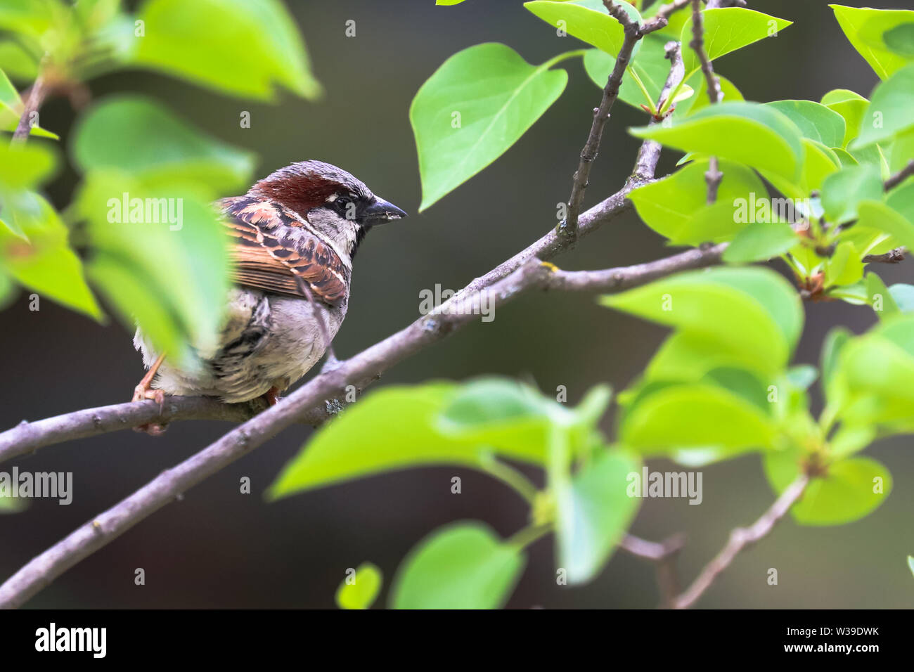 Spatz Vogel auf Ast. Sparrow songbird (Familie Gelbhalsmaus (Apodemus) sitzen und singen auf Ast inmitten grüner Blätter in der Nähe von bis Foto. Vogel Stockfoto
