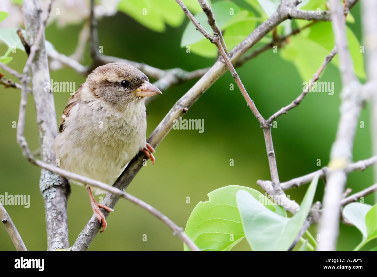 Spatz Vogel auf Ast. Sparrow songbird (Familie Gelbhalsmaus (Apodemus) sitzen und singen auf Ast inmitten grüner Blätter in der Nähe von bis Foto. Vogel Stockfoto