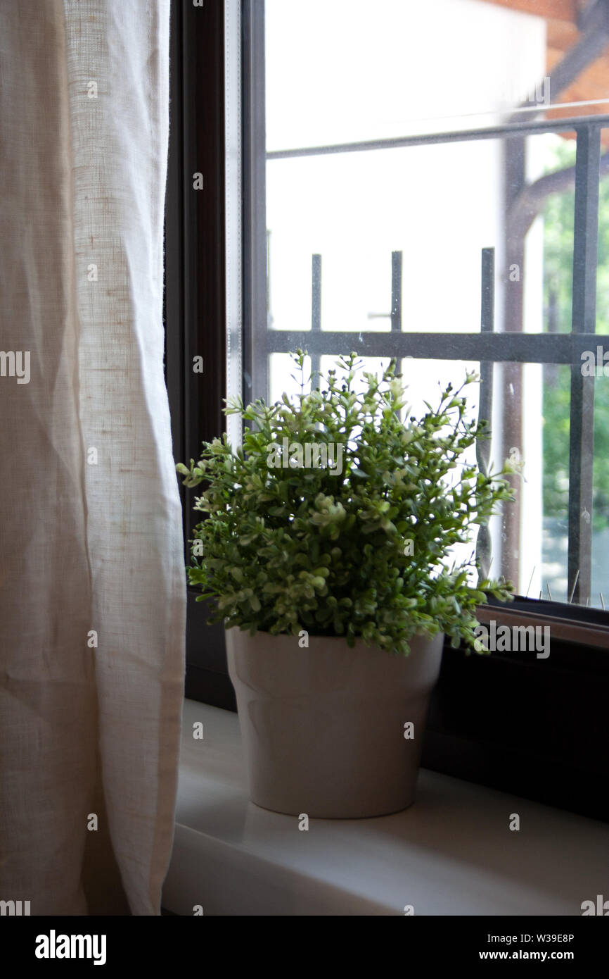 Home Interior Detail mit Topfpflanze hinter beige Vorhang in der Nähe der Fenster Stockfoto