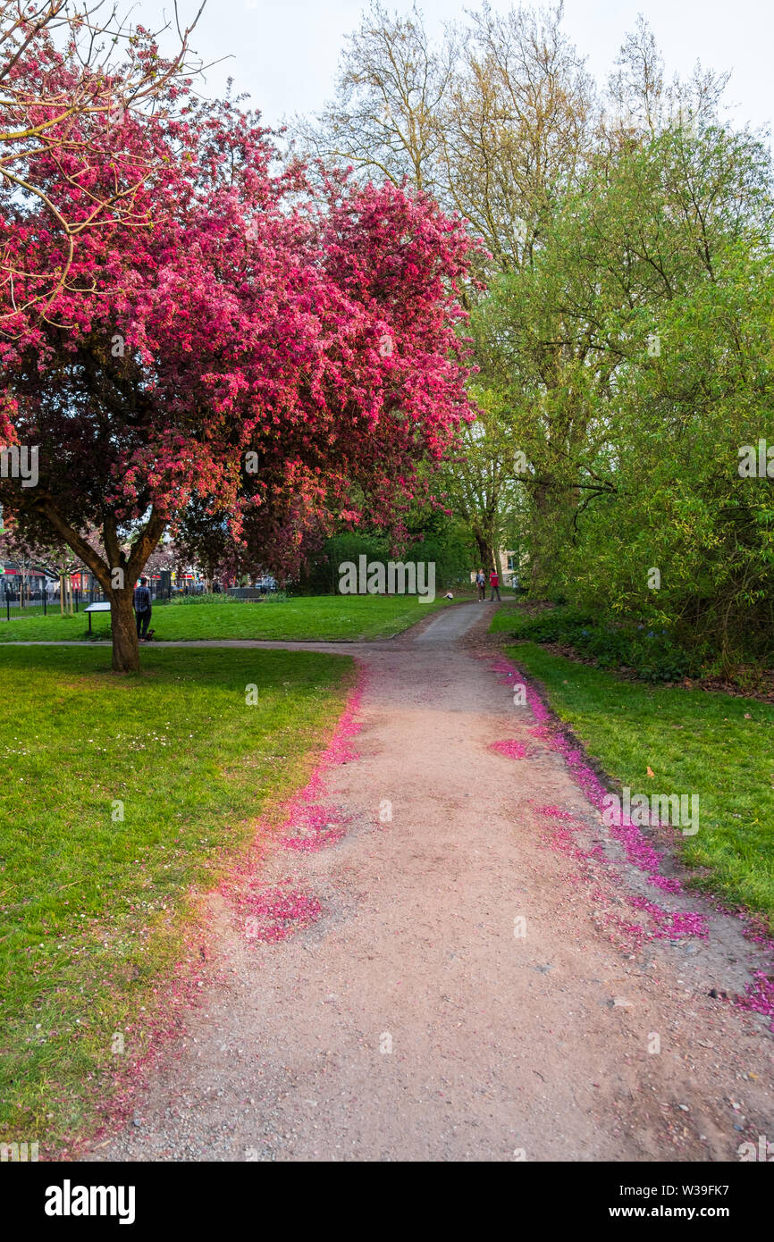 Manchester, Großbritannien - 22 April, 2019: Scenic Frühling Blick auf eine Wicklung Garten Weg gesäumt von schönen Kirschbäume in Blüte Whitworth P Stockfoto