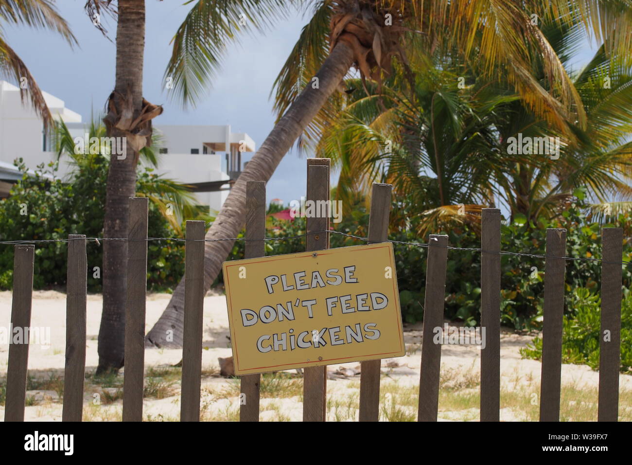 "Bitte nicht füttern Hühner' Zeichen an Blanchards Beach Shack, Anguilla, BWI. Es half nichts. Stockfoto