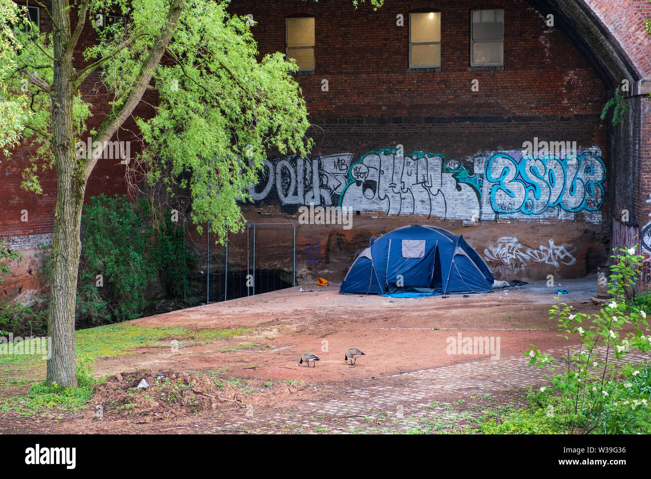 Manchester, Großbritannien - 25 April 2019: Widersprüche des Städtischen 21. Jahrhundert - Manchester zwei Gänse weiden in der Nähe von Zelt hosting Obdachlose von t Stockfoto