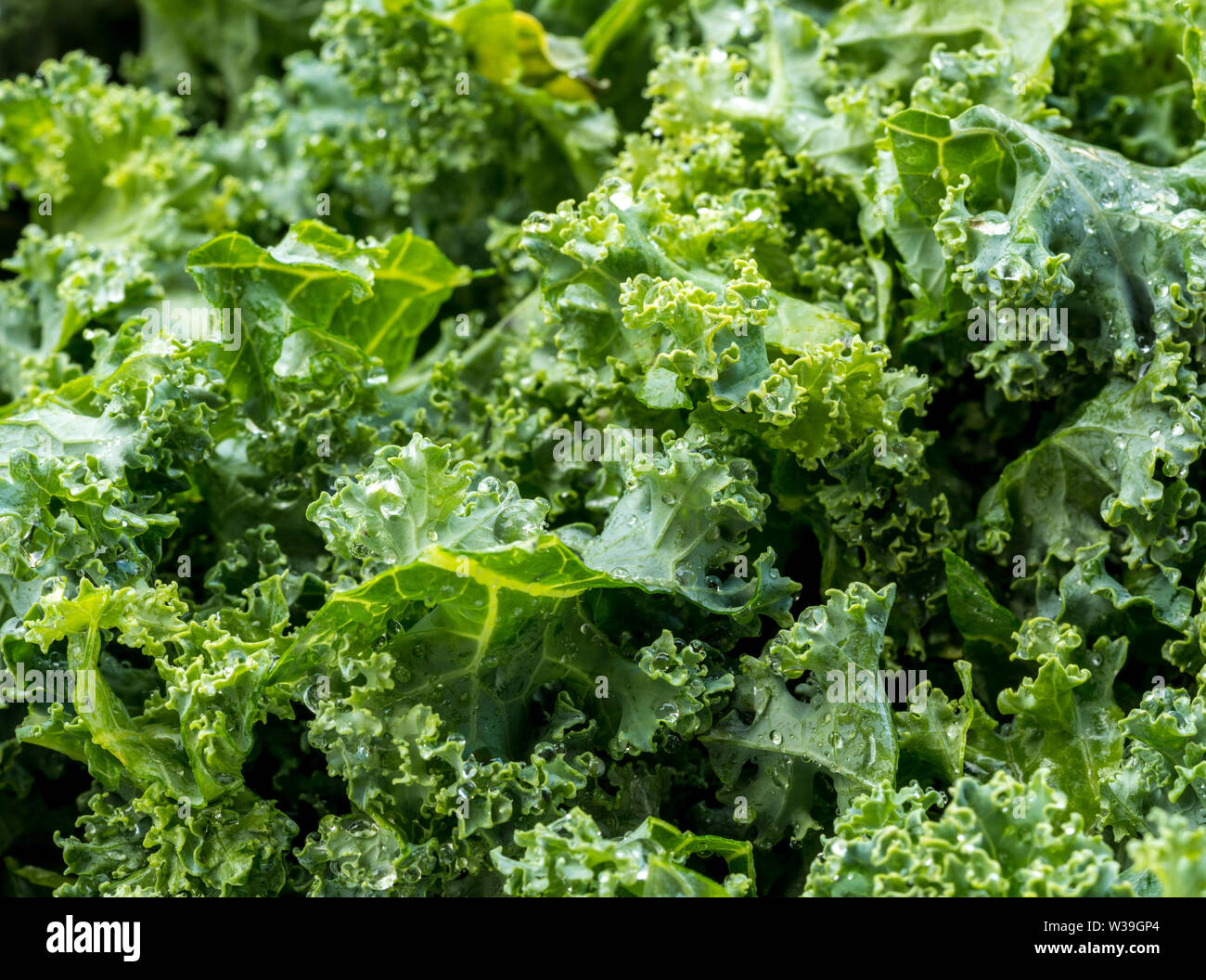 Frisch gewaschen und geputzt Kale verlässt bereit für Salat oder Kochen Stockfoto