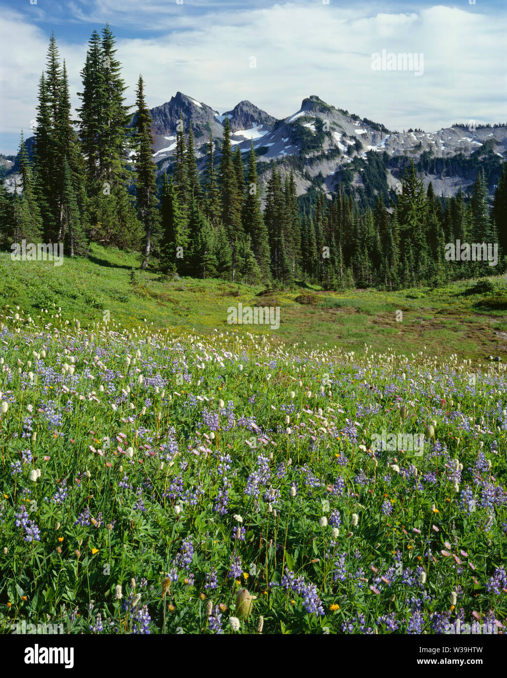 USA, Washington, Mt. Rainier National Park, Lupinen und bistort Blüte in der Wiese auf Mazama Ridge mit dem tatoosh Bereich in der Ferne. Stockfoto