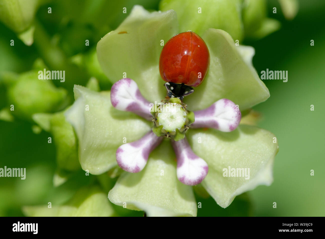 Monarch-Wirtspflanze Stockfoto