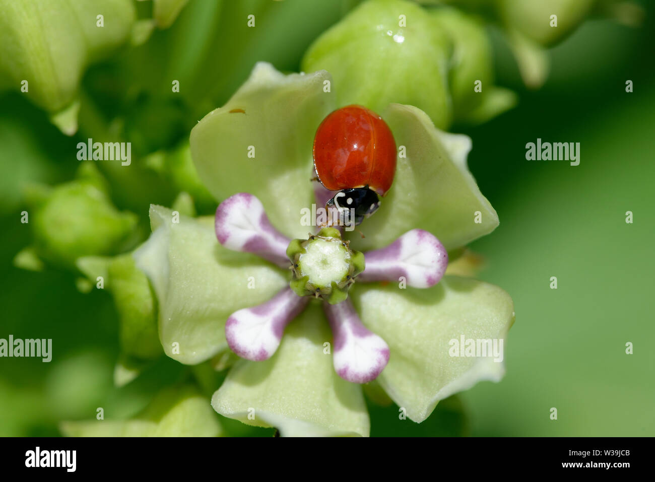Monarch-Wirtspflanze Stockfoto