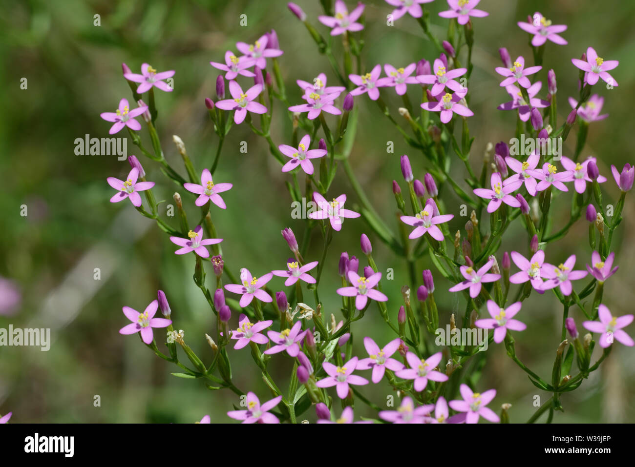 Die Lady Bird Centaury Stockfoto