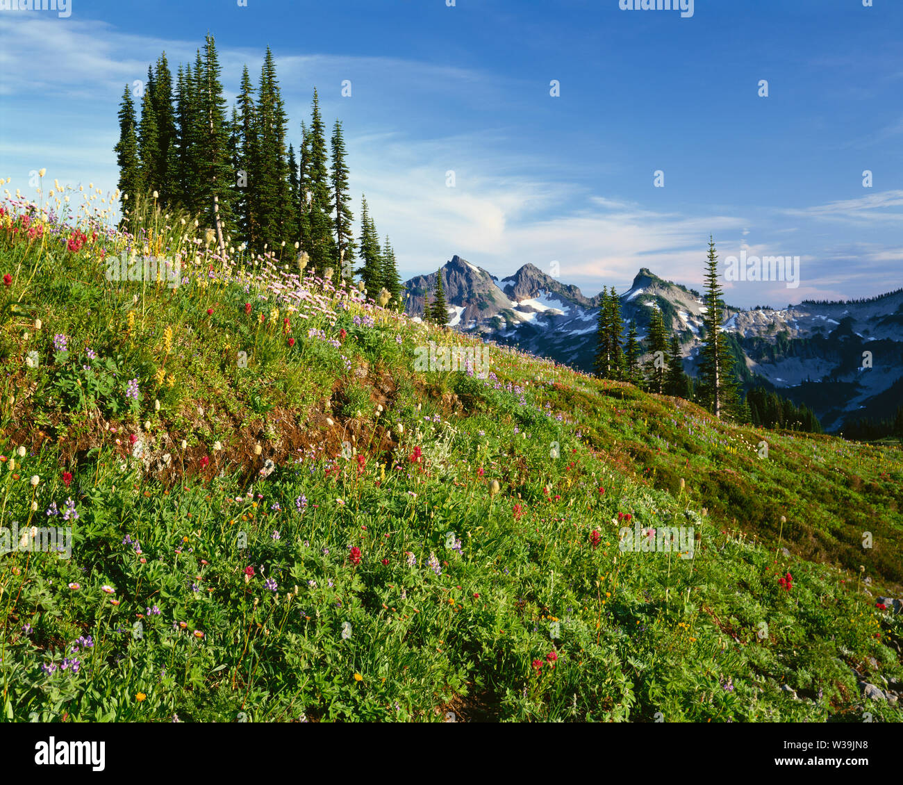 USA, Washington, Mt. Rainier National Park, Sommer Wildblumen blühen in der Wiese auf Mazama Ridge mit dem tatoosh Bereich in der Ferne. Stockfoto