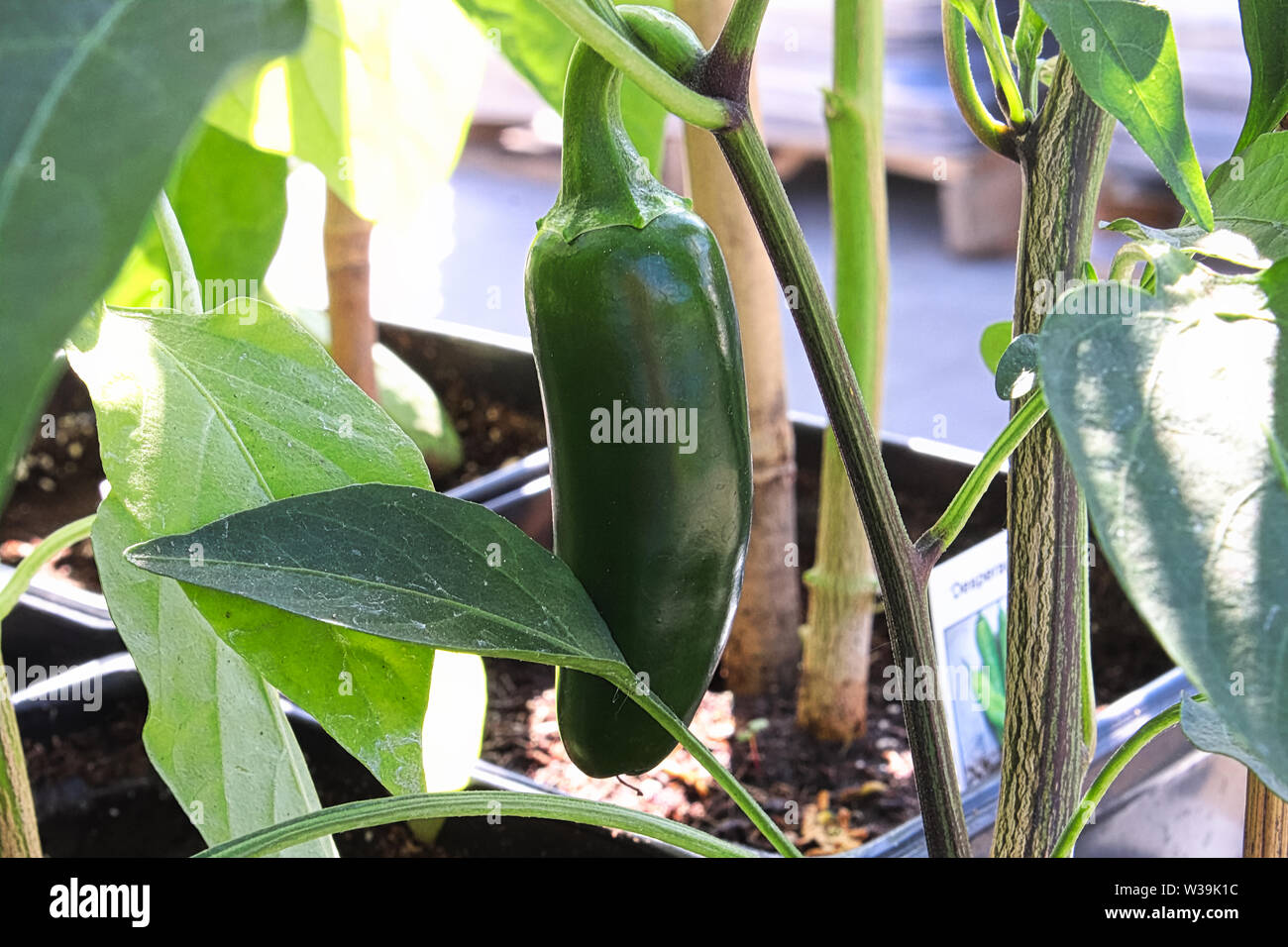 Eine grüne jalapeno Pfeffer wächst auf einem Weinstock Stockfoto