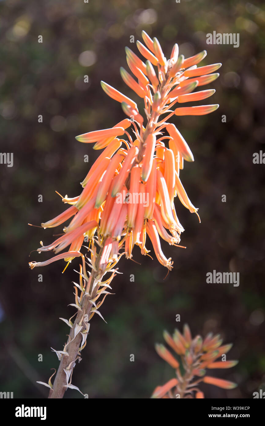 Schließen uo einer Aloe vera Blume. Stockfoto