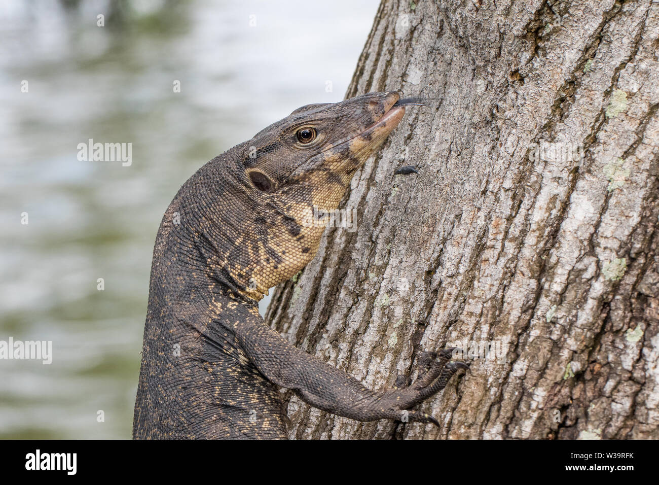 Asiatische oder Salvator's Water Monitor Varanus Salvator Stockfoto