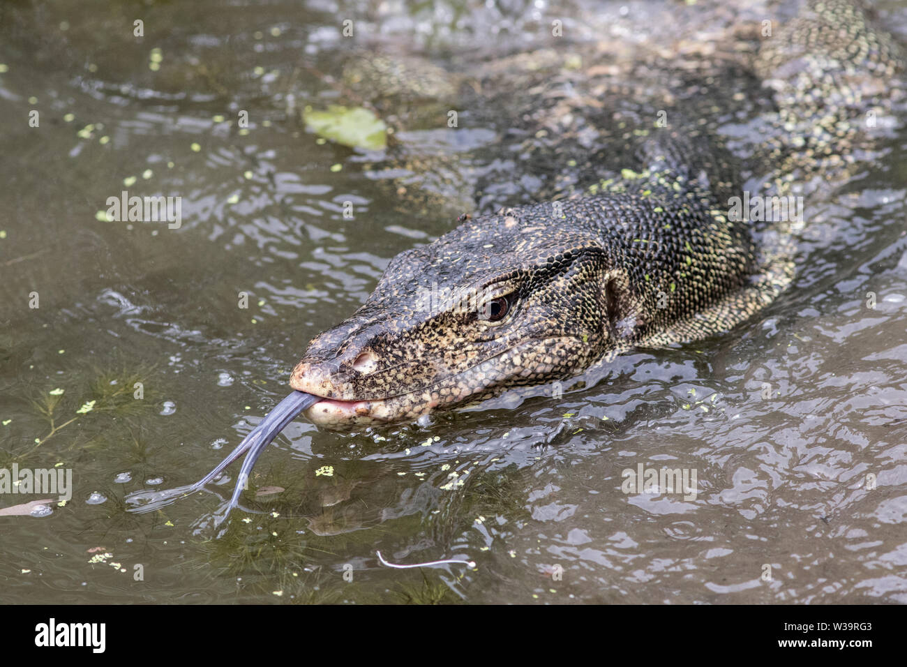 Asiatische oder Salvador Wasser Monitor Stockfoto