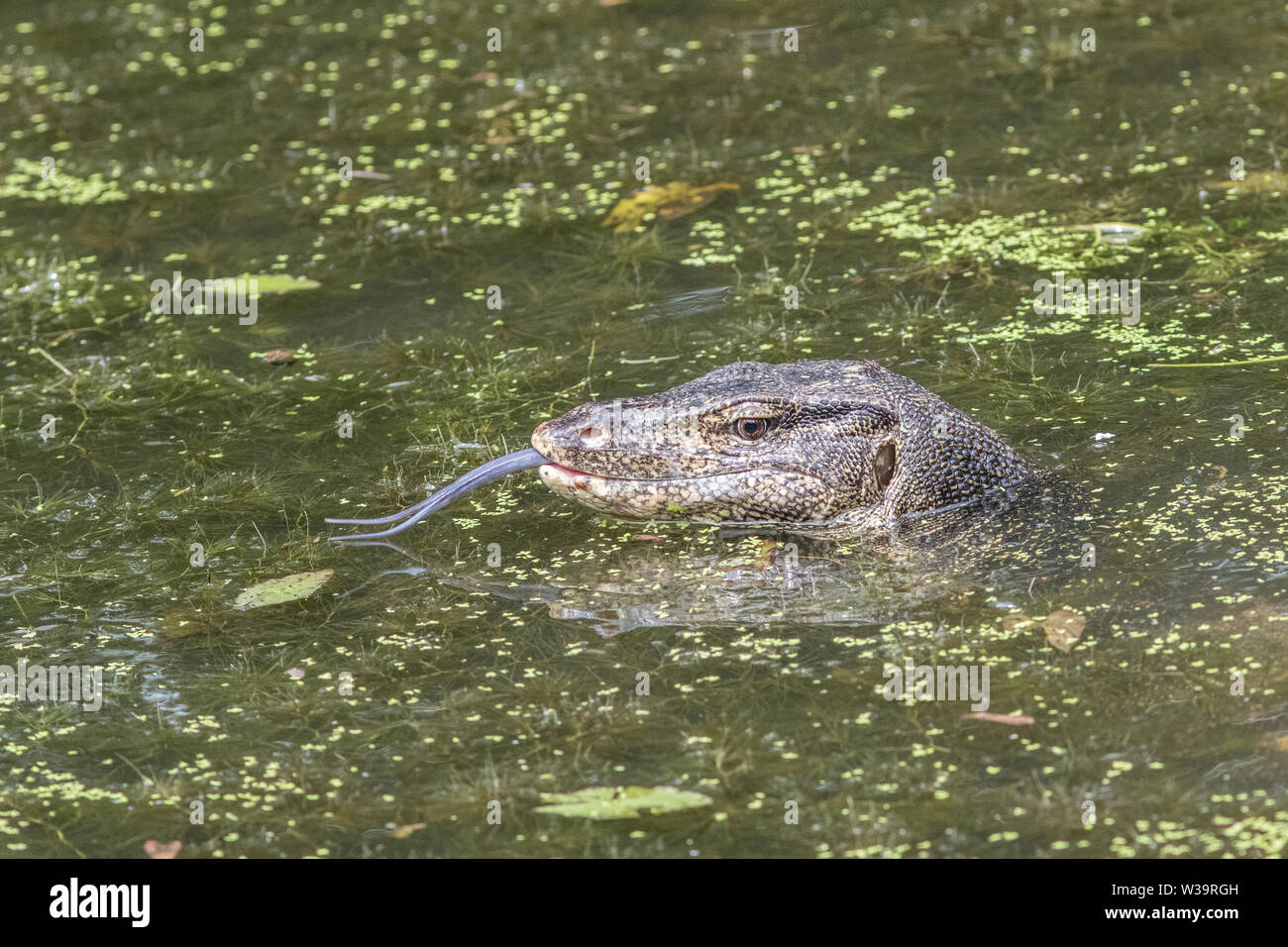Asiatische oder Salvador Wasser Monitor Stockfoto