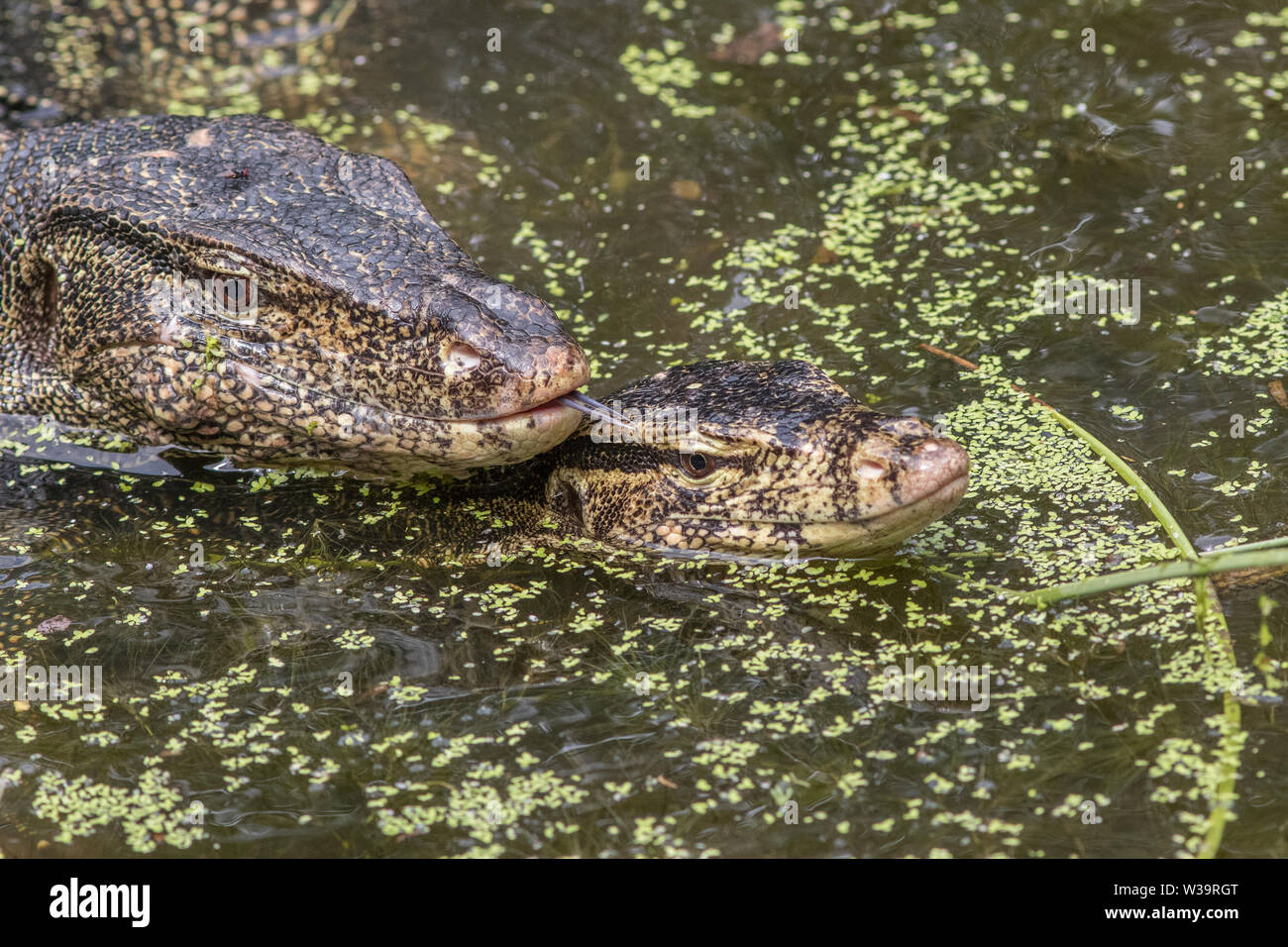 Asiatische Wasser Monitor Stockfoto