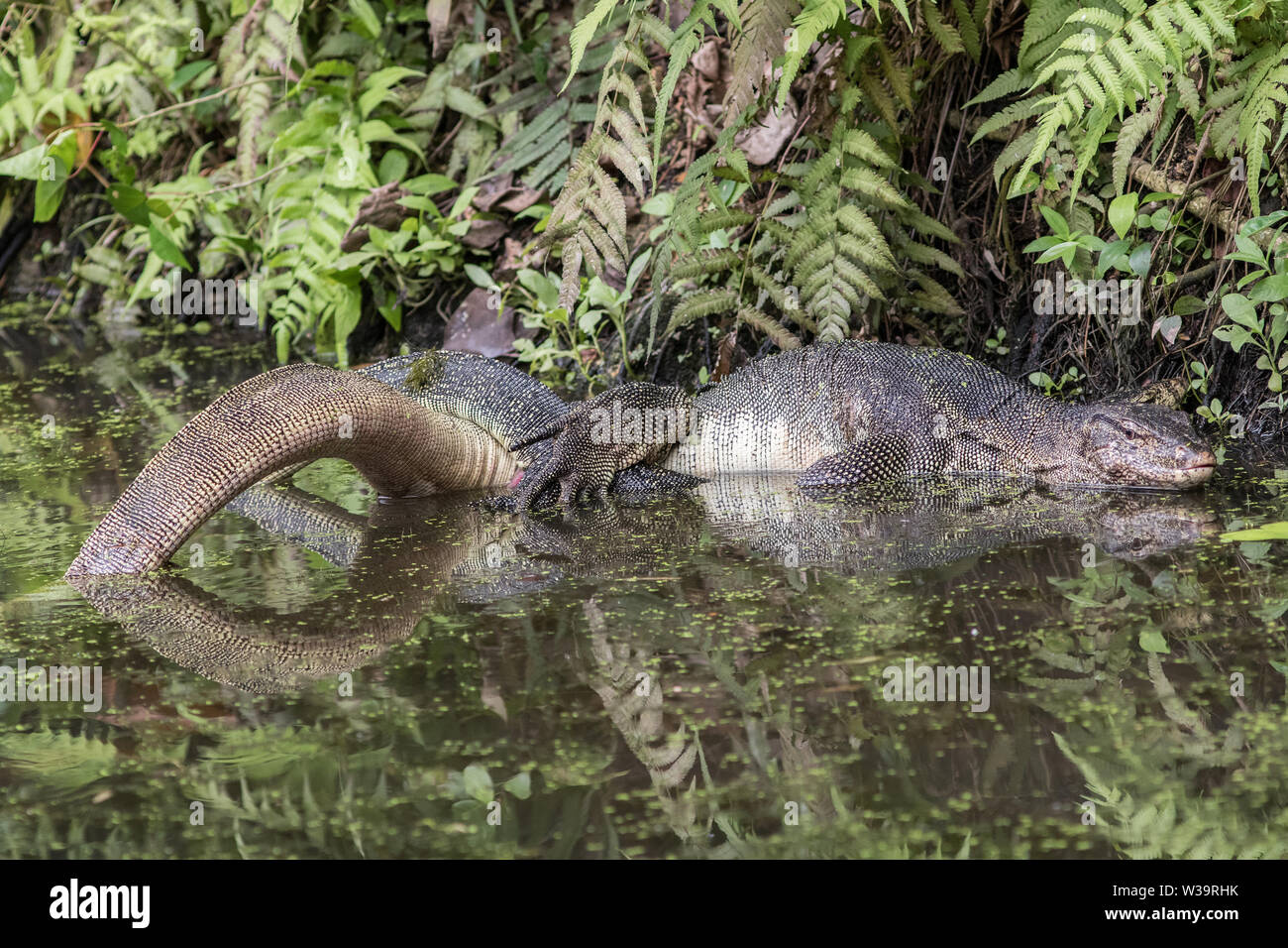 Asiatische oder Salvador Wasser Monitor Paarung Stockfoto