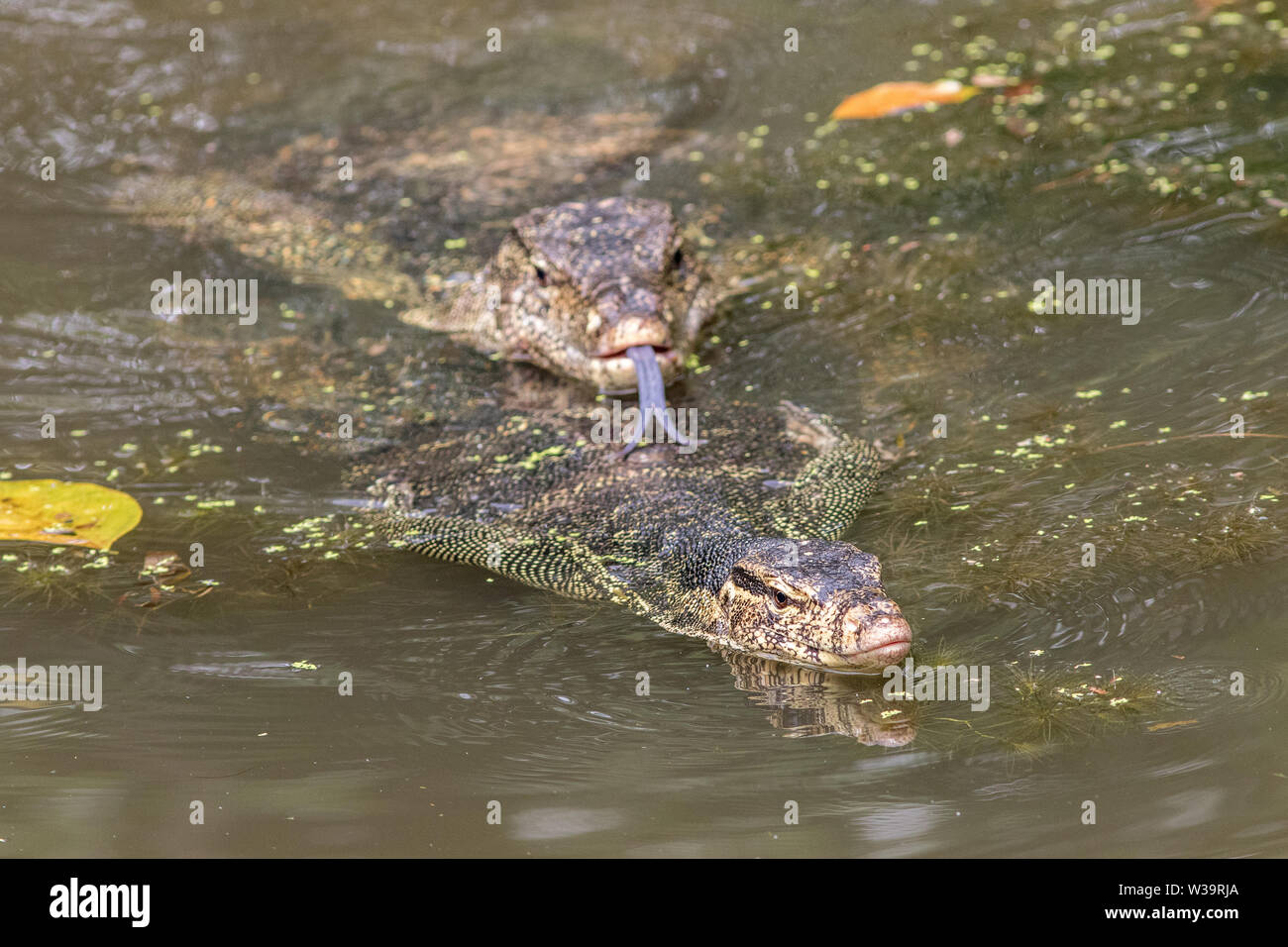 Asiatische oder Salvador Wasser Monitor Paar Stockfoto