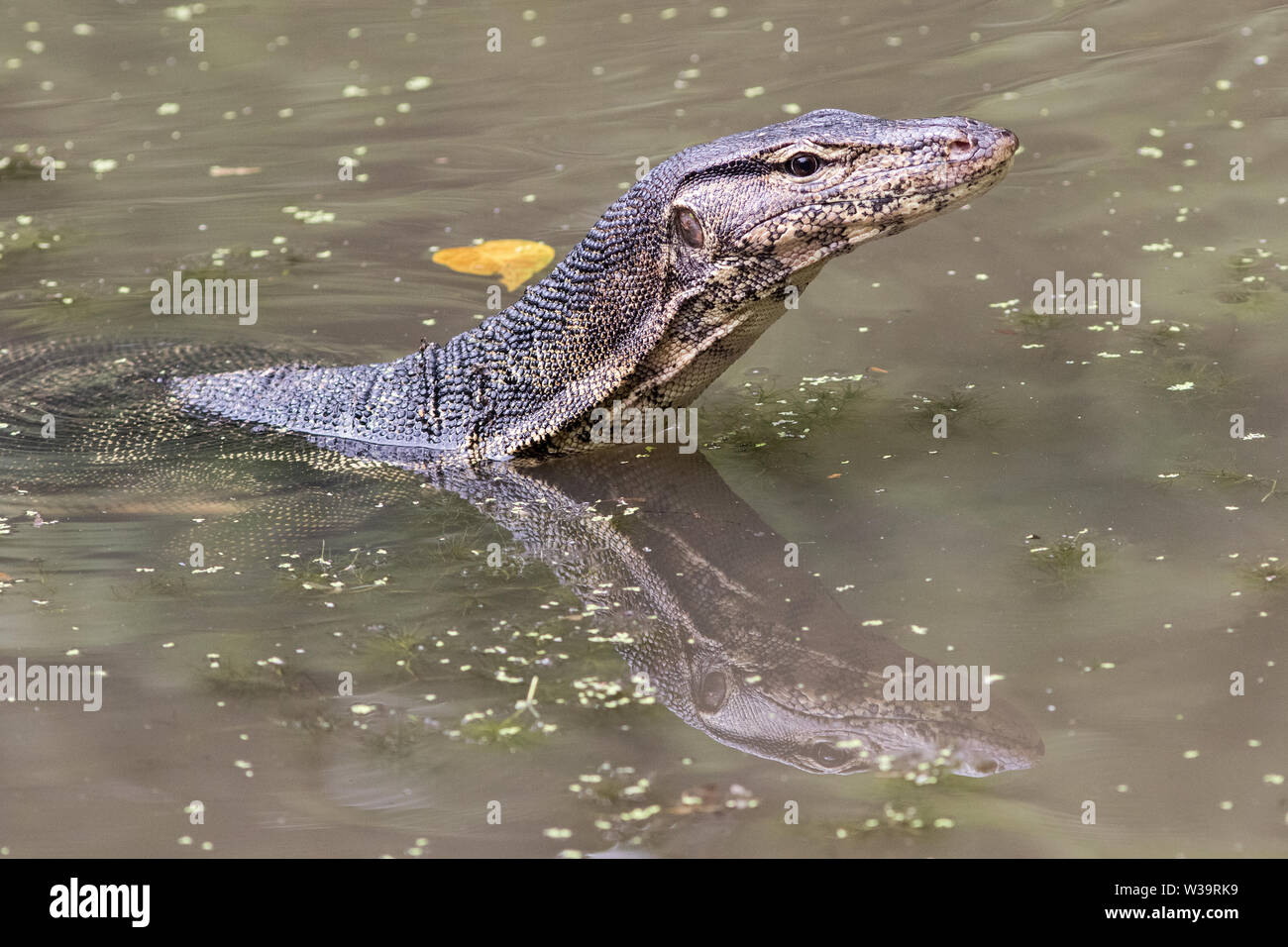 Asiatische oder Salvador Wasser Monitor Stockfoto