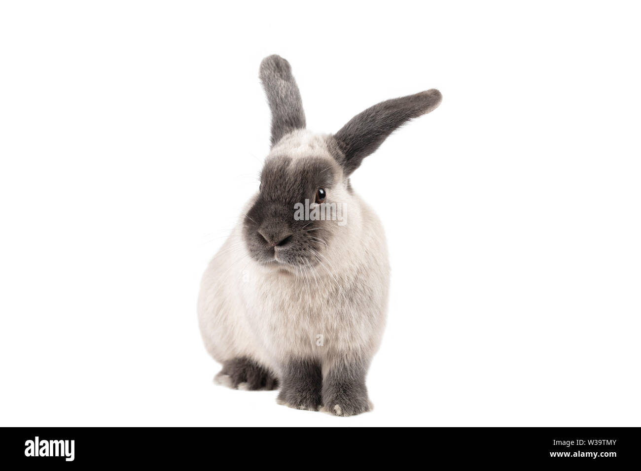 Lop Kaninchen auf isolierten Hintergrund Stockfoto