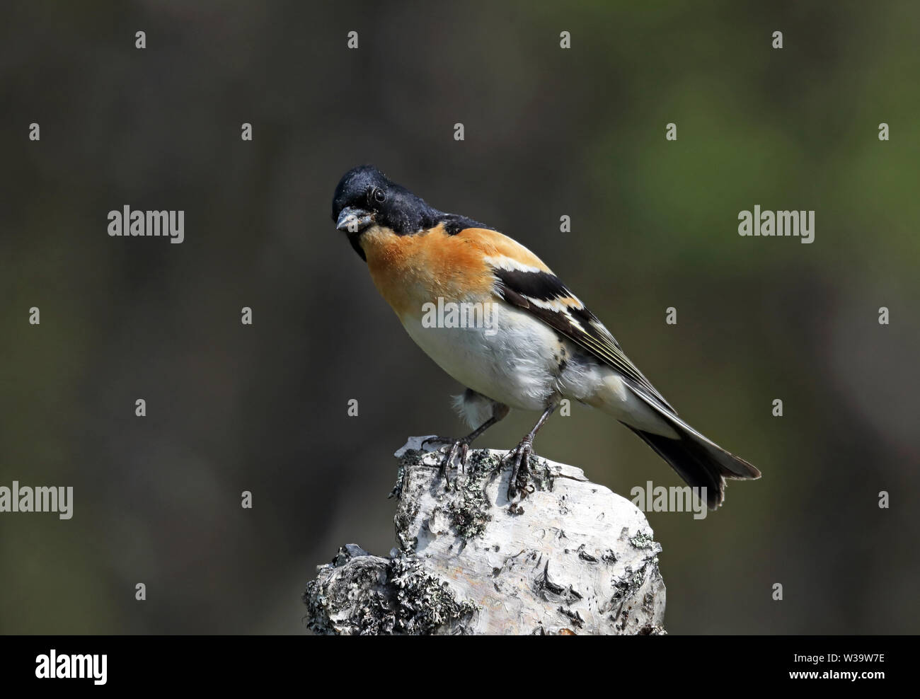 Brambling, Männchen im Zuchtgefieder Stockfoto