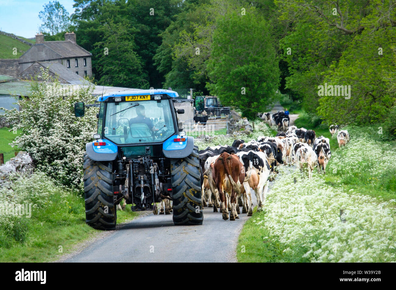 Eine Herde von Kühen in den Melkstand. Stockfoto