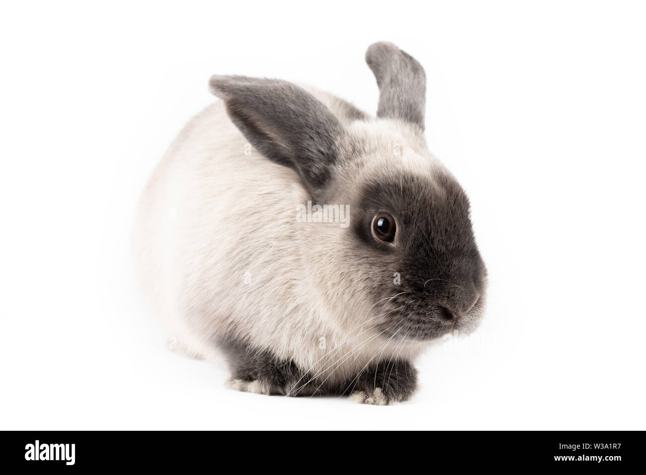 Lop Kaninchen auf isolierten Hintergrund Stockfoto