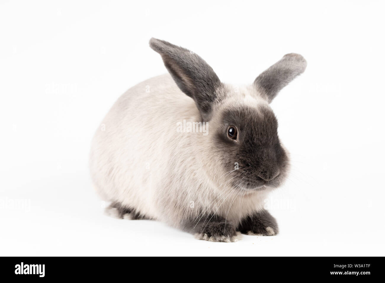 Lop Kaninchen auf isolierten Hintergrund Stockfoto