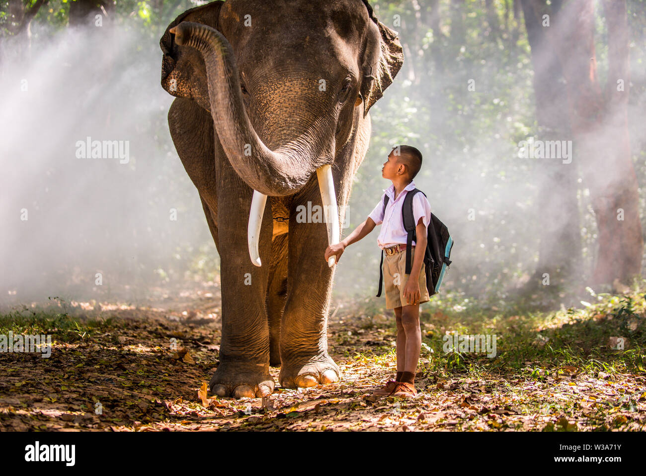 Elefanten und School Zicklein im asiatischen Dschungel in Thailand - Thai Elephant in Surin region Stockfoto