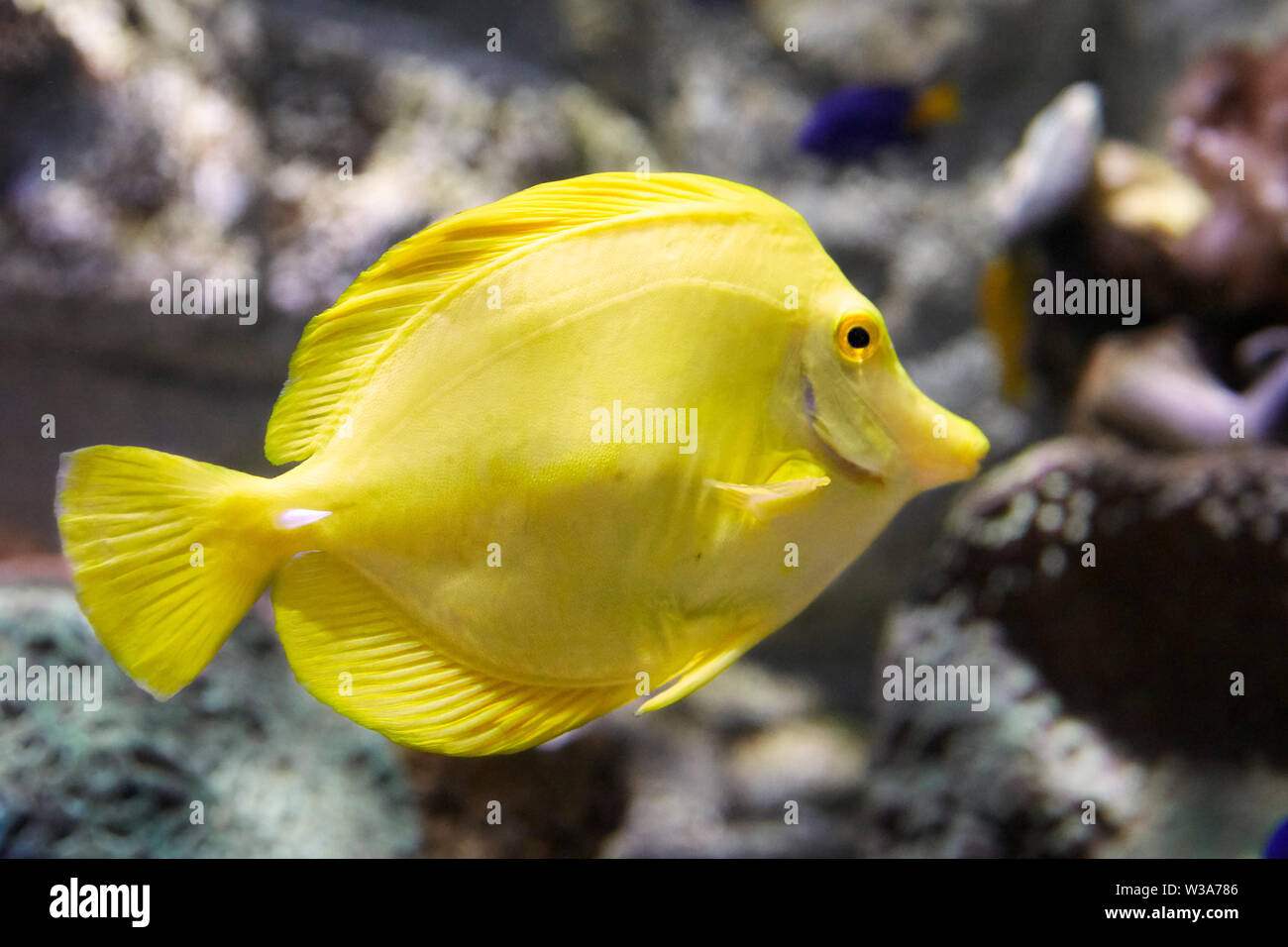 Captive Gelb Tang (Zebrasoma flavescens), ein Korallenriff Fische. Dream Aquarium im OKT Hafen. Shenzhen, Guangdong Province, China. Stockfoto