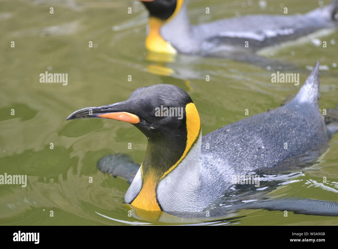 Königspinguin im Pool schwimmen im Penguin Enclosure. Birdland Park und Gärten in Bourton-on-the-Water, Gloucestershire, VEREINIGTES KÖNIGREICH Stockfoto