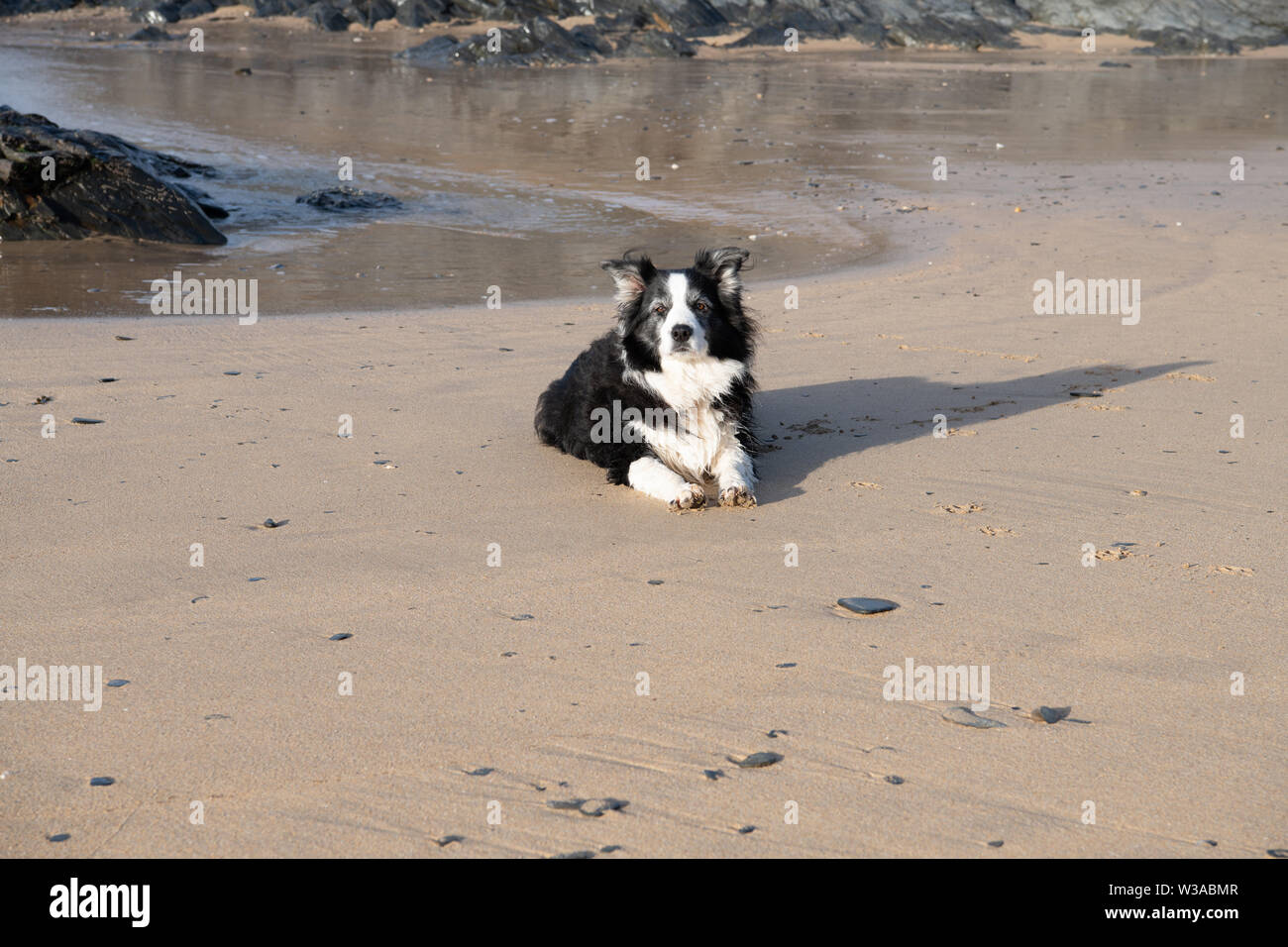 Schaf Hund liegend Warten auf ein nasser Sandstrand in Cornwall. Stockfoto