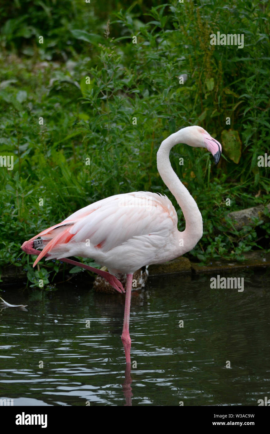 Flamingo auf einem bein stehend -Fotos und -Bildmaterial in hoher
