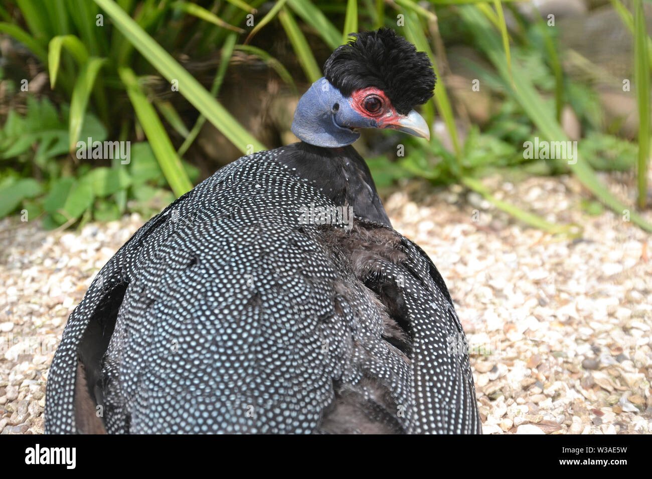 Kenianische/Afrikanischen Crested Guineafowl im Birdland Park und Gärten in Bourton-on-the-Water, Gloucestershire, VEREINIGTES KÖNIGREICH Stockfoto