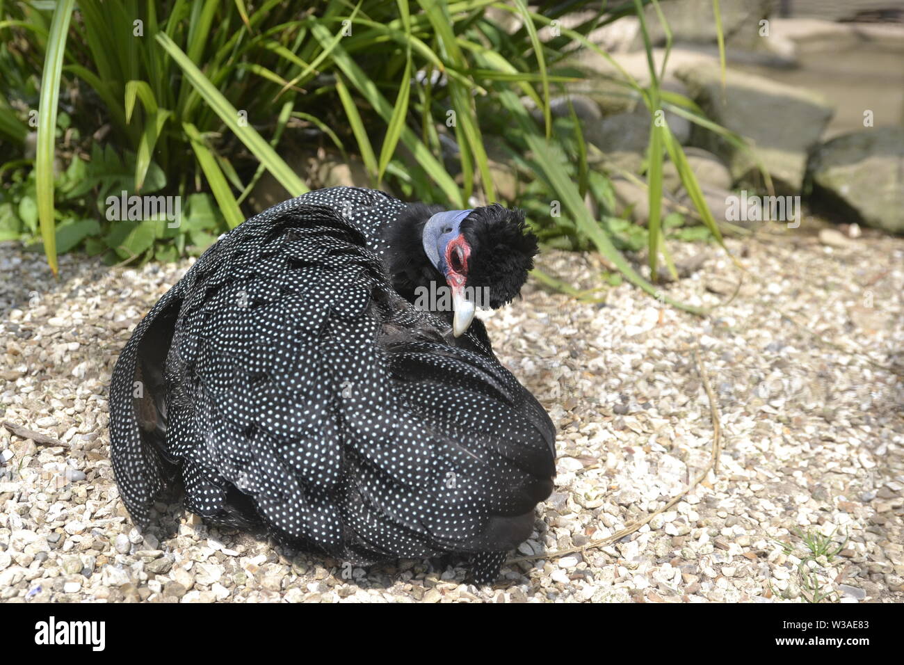 Kenianische/Afrikanischen Crested Guineafowl im Birdland Park und Gärten in Bourton-on-the-Water, Gloucestershire, VEREINIGTES KÖNIGREICH Stockfoto