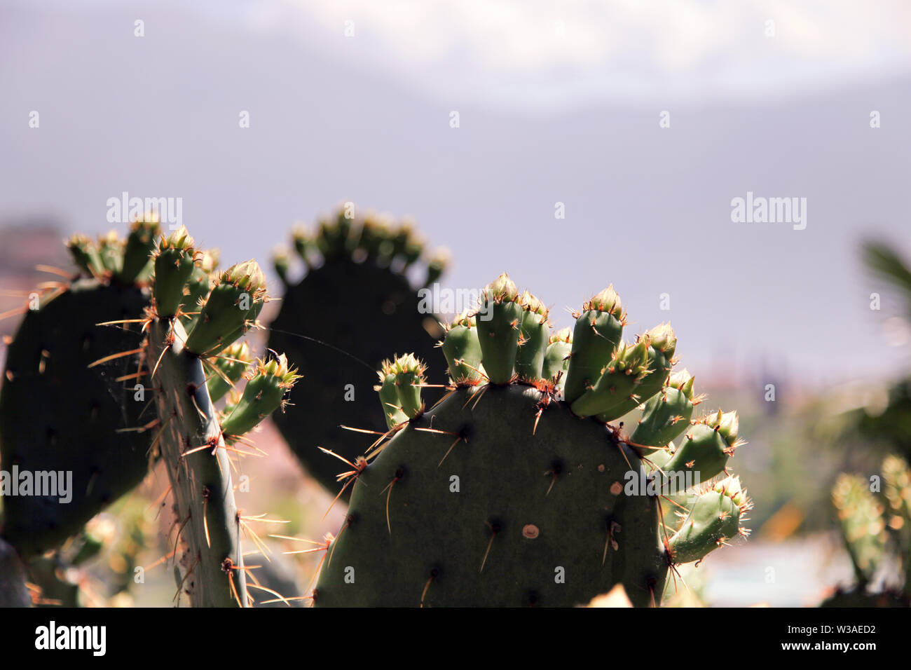 Kaktus Pflanze Stockfoto