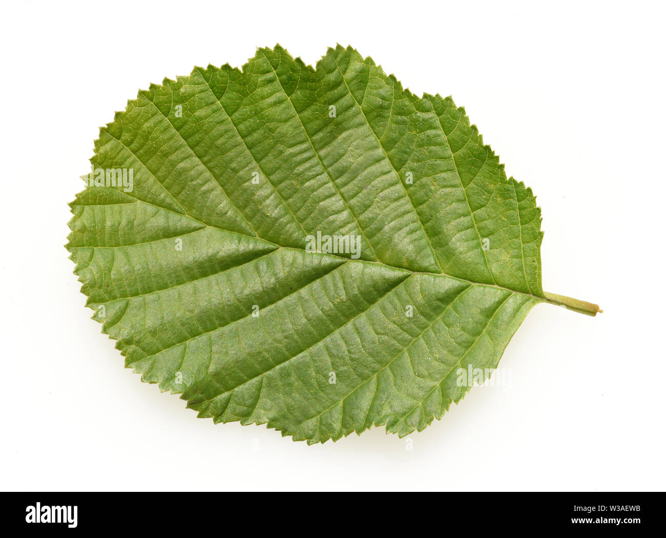 Erlenblatt, Blatt, Erle, Schwarzerle, Alnus glutinosa, Stockfoto
