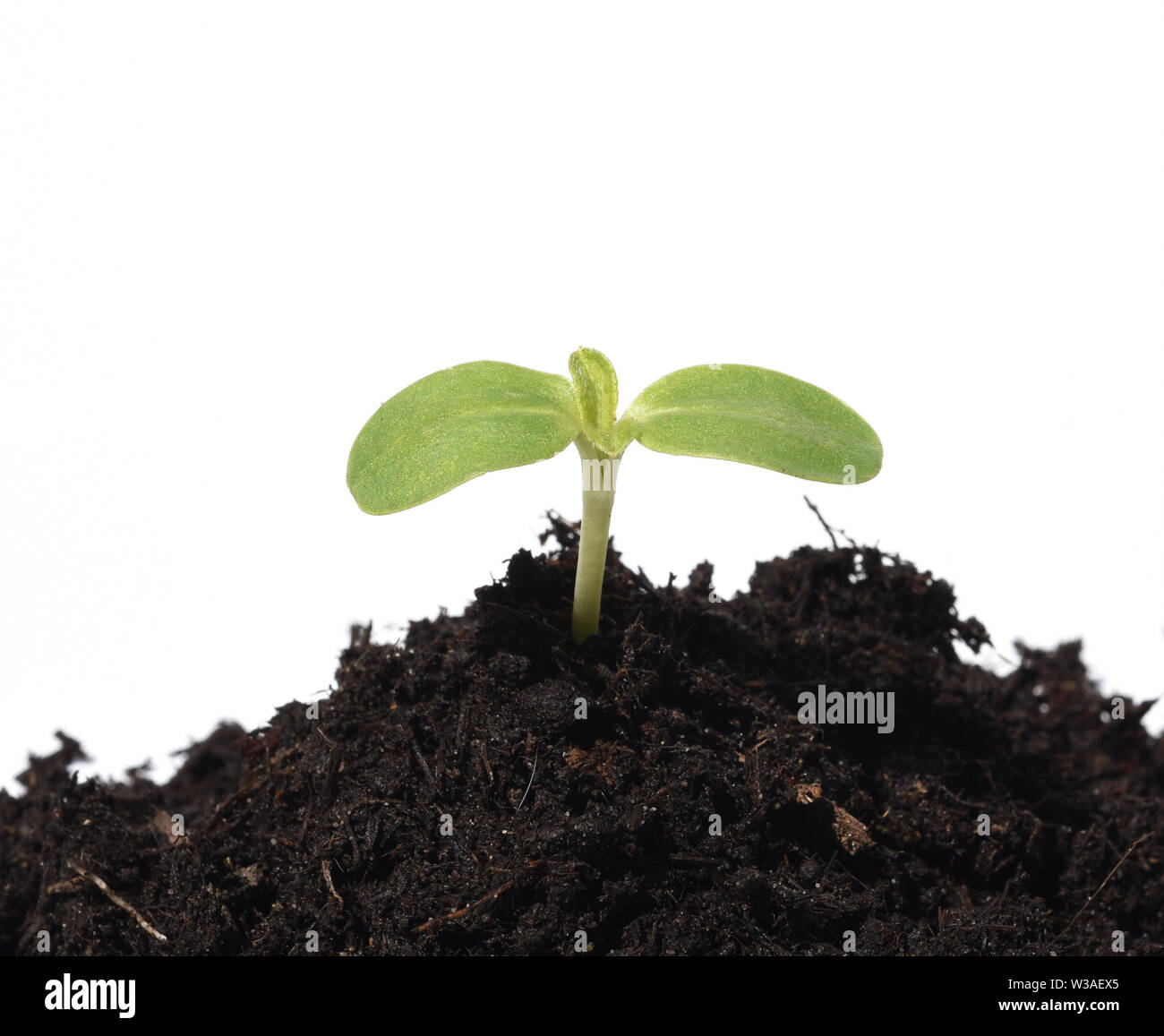 Sonnenblume, Helianthus annuus, Keimling, Stockfoto