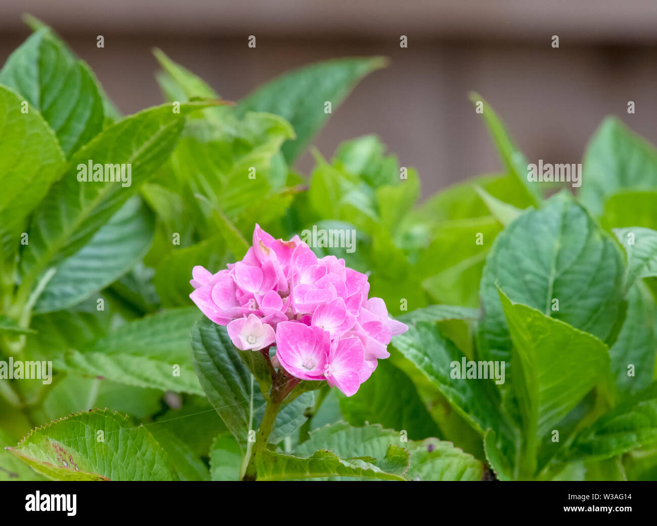 Nahaufnahme der Blüte eines Pink Hydrangea Stockfoto