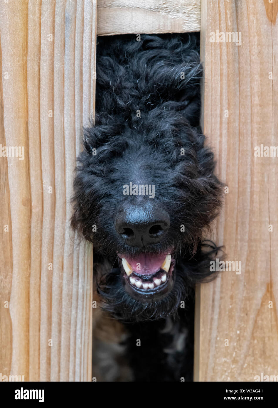 Haarige schwarze Labradoodle schieben, damit der Fang durch die Latten in einem hölzernen Lattenzaun Stockfoto