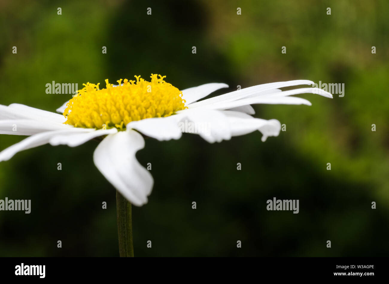 Bellis perennis, Asteraceae, Makro Foto eines Gemeinsamen Daisy Flower Stockfoto