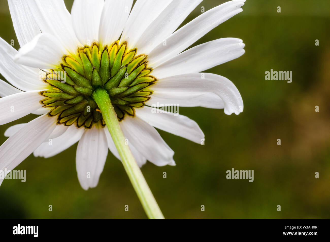 Bellis perennis, Asteraceae, Makro Foto eines Gemeinsamen Daisy Flower Stockfoto
