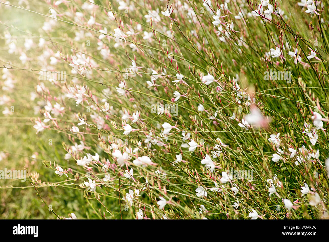 Schönen rosa Gaura Blumen blühen im Sommer, einem beliebten Garten Staude mit einer langen Blütezeit und zierliche sternförmige Blüten Stockfoto