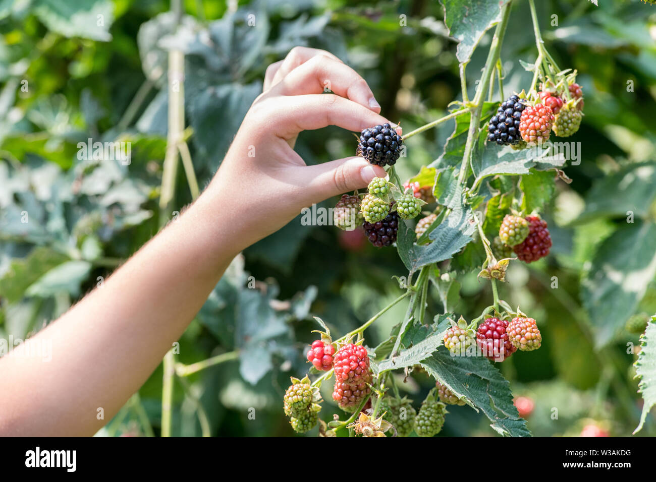 Die Hand eines jungen Kindes Kommissionierung reife Brombeeren aus einem Busch oder Reben im Sommer in der Nähe zu sehen, von der Frucht Stockfoto
