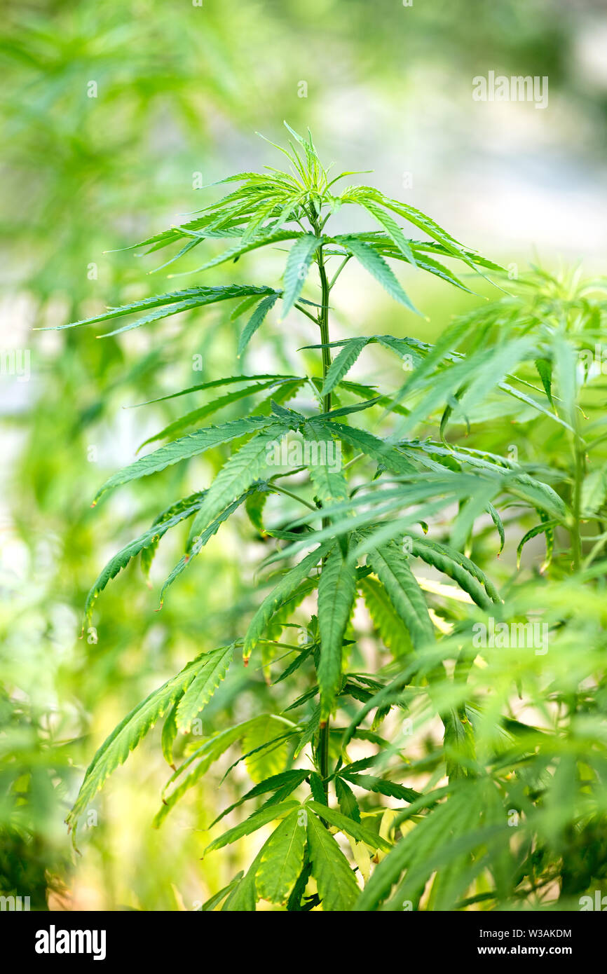 Closeup Seitenansicht einer Cannabispflanze, Cannabis sativa, draußen wachsen im Sommer Sonnenschein bereit geerntet und für die Verwendung als entspannende getrocknet werden Stockfoto
