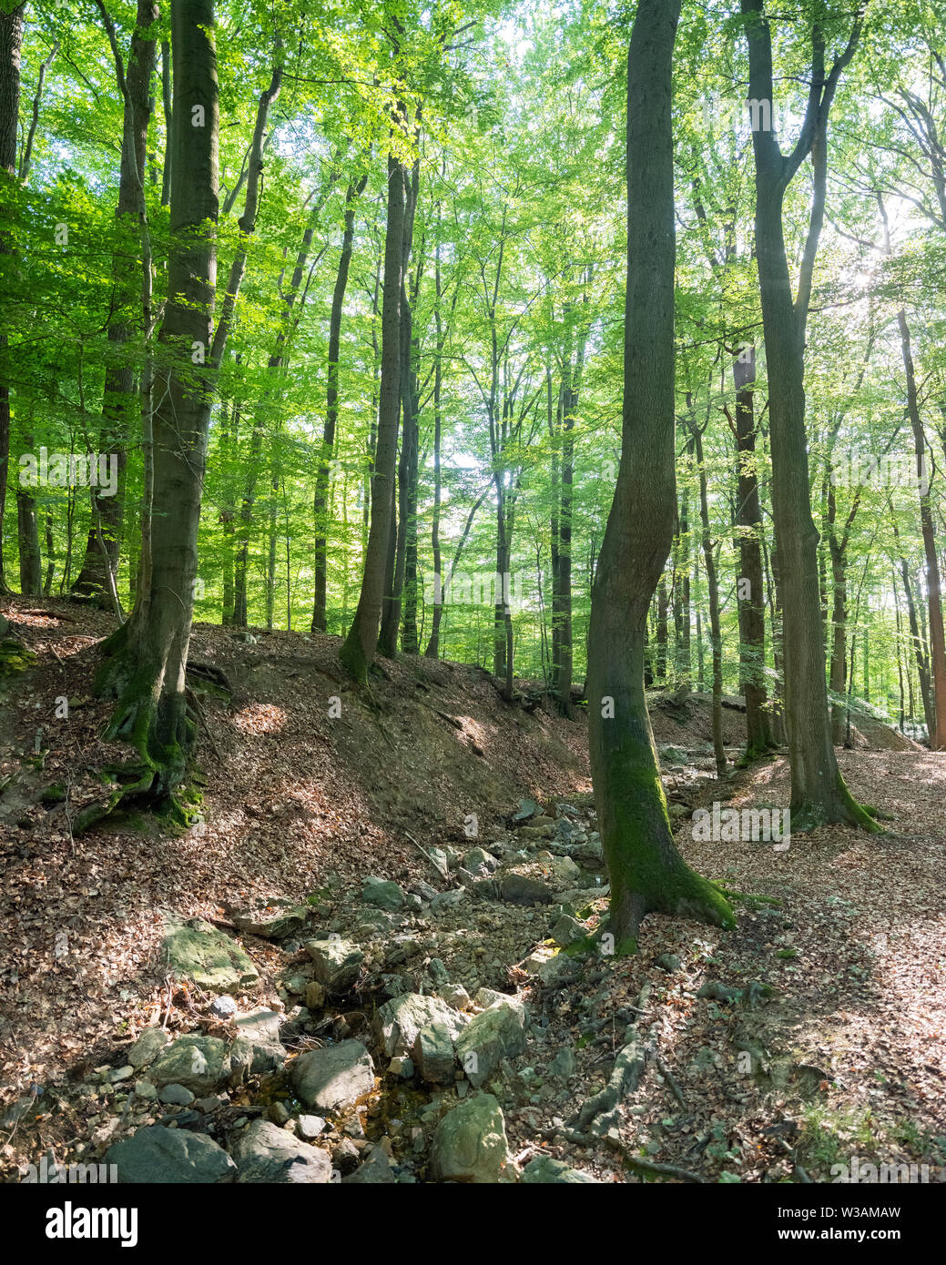 Frische Buche Blätter im Wald in der Nähe der Stadt Spa in den belgischen Ardennen Stockfoto