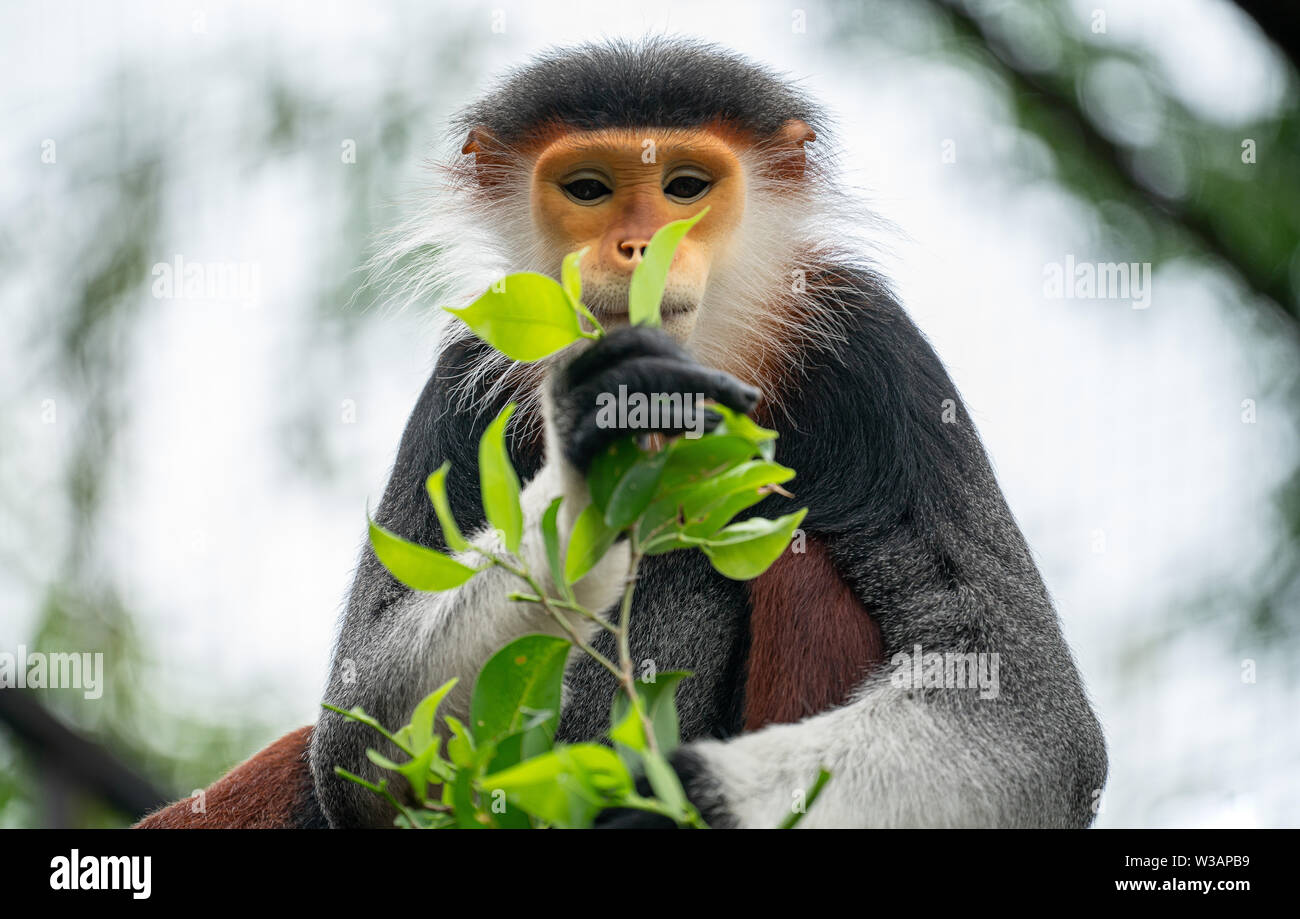 Verhalten der Roten shanked Les Marines Langur (Pygathrix nemaeus) Stockfoto